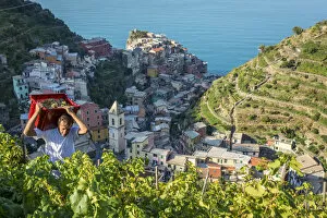 Images Dated 3rd October 2016: Italy, Liguria, Cinque Terre. Grape harvest in Manarola
