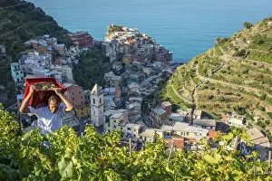 Italy, Liguria, Cinque Terre. Grape harvest in Manarola