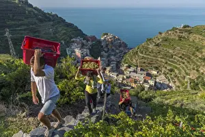Italy, Liguria, Cinque Terre. Grape harvest in Manarola