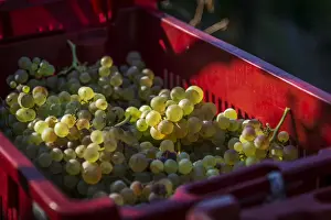 Harvesting Prints: Italy, Liguria, Cinque Terre. Harvested grapes in the vineyards