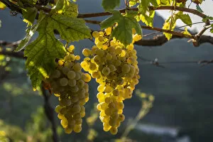 Italy, Liguria, Cinque Terre. Ripe grapes in the vineyards
