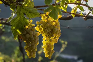 Cinque Terre Prints: Italy, Liguria, Cinque Terre. Ripe grapes in the vineyards