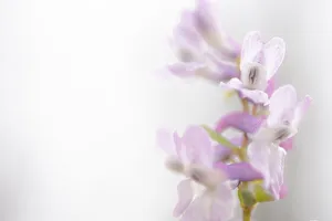 Marche Prints: Italy, Marche, Apennines, Mount Catria, Orchid in the fields in Spring