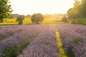 Marche Prints: Italy, Marche, Corinaldo, Lavander fields at sunset