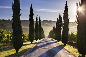Italy, Marche. Macerata district. Urbisglia. Typical Marche landscape near Urbisaglia