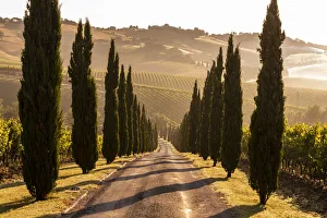 Italy, Marche. Macerata district. Urbisglia. Typical Marche landscape near Urbisaglia