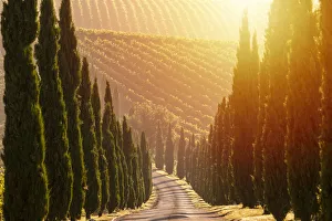 Italy, Marche. Macerata district. Urbisglia. Typical Marche landscape near Urbisaglia