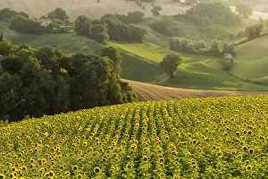 Italy, Marche. Macerata district. Corridonia. Sunflower field near Corridonia Village
