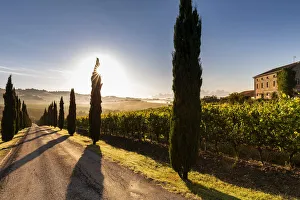 Marches Prints: Italy, Marche. Macerata district. Urbisglia. Typical Marche landscape near Urbisaglia