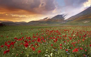 Italy, Marche, Sibillini National Park, plain of Castelluccio di Norcia
