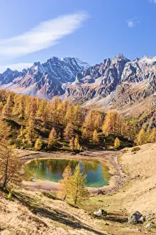 Larches Prints: Italy, Piedmont, Alpe Devero natural Park Sangiatto lake