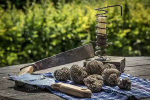 Images Dated 27th July 2017: italy, Piedmont, black summer truffles