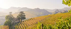Images Dated 5th January 2018: Italy, Piedmont, Cuneo District, Barolo, Langhe Barolo at sunrise