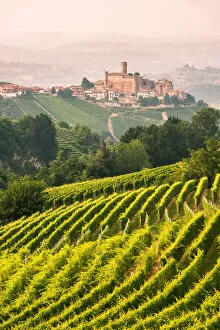 Vineyards Collection: Italy, Piedmont, Cuneo district, Langhe, Castiglione Falletto, the vineyards and the