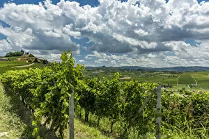 Images Dated 27th July 2017: italy, Piedmont, the monferrato hills near to Costigliole D asti with vineyards