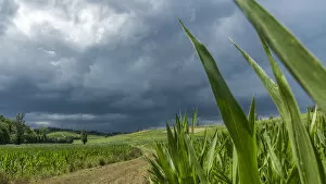 Italy, Piedmont, a thunderstorm over the cornfield
