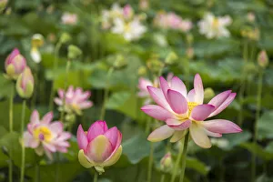 Italy, Piedmont, Vezza d Alba, a lotus pond