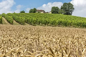 Images Dated 27th July 2017: Italy, Piedmont, vineyards and cornfields near to Cella Monte