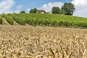 Asti Prints: Italy, Piedmont, vineyards and cornfields near to Cella Monte