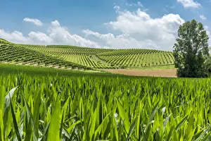 Italy, Piedmont, vineyards and mais fields near to Cella Monte