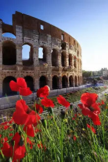 Fori Imperiali Prints: Italy, Rome, Colosseum and Roman Forum at sunrise with red poppies in the foreground