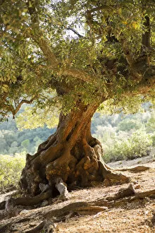 Italy, Sardinia, Cala Goloritze, Olive Tree