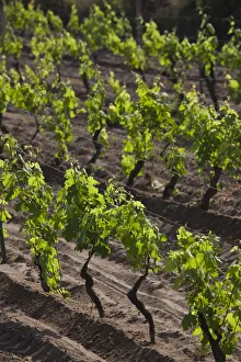 Wineries Prints: Italy, Sardinia, Northern Sardinia, Badesi, Vineyard