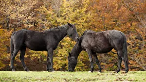 Domestic Prints: Italy, Sicilia, Horses grazing free