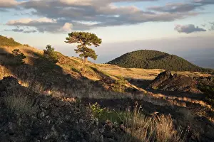 Italy, Sicily, Mt. Etna, A black pine trees on the slopes of Monte Nero degli Zappini