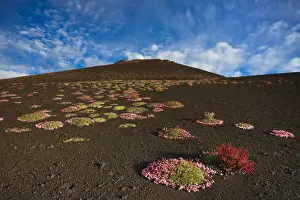 Italy, Sicily, Mt. Etna, Flowering of Saponaria Aetnensis, in proximity of Silvestri