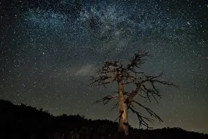 Milky Way Prints: Italy, Sicily, Mt. Etna, The skeleton of black pine trees in a summer night. Etna Nord
