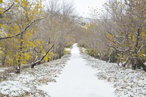 Etna Prints: Italy, Sicily, Path leading to Mt. Etna