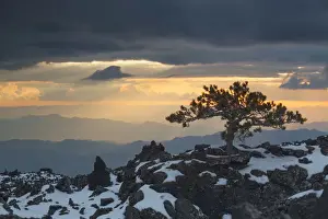 Etna Prints: Italy, Sicily, pine tree which grew up in the ancient lava on the western slopes of Etna