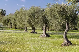 Ragusa Prints: Italy, Sicily, Ragusa, an olive orchard with white flowers