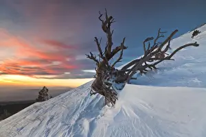 Parco Delletna Prints: Italy, Sicily, the skeleton of a pine tree on the snowy slopes of Monte Nero degli