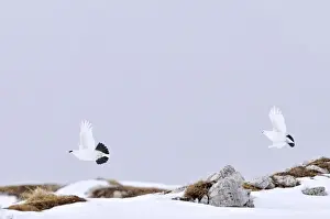 Italy, Trentino Alto Adige, Rock Ptarmigan (Lagopus mutus)