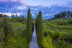 Italy, Tusany, Cypress Trees near Montepulciano
