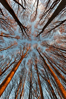 Italy , Tuscan Emilian Appennines, the nature reserve in Italy. Biogenetic nature reserve Italy , Tuscan Emilian Appennines, the nature reserve in Italy. Biogenetic nature reserve