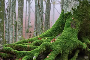 Apennines Prints: Italy, Tuscany, Apennines, Casentinesi Forests NP, Forest in Autumn