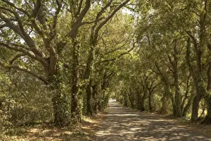Bolgheri Prints: italy, Tuscany, via Bolgherese between Bolgheri and Castagneto Carducci