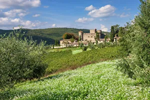 Italy, Tuscany, Chianti landscape, Meleto castle, olive trees