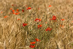 Images Dated 27th July 2017: Italy, Tuscany, cornfield with poppies near to Suvereto
