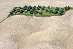 Images Dated 6th September 2022: Italy, Tuscany, Crete landscape, near Vescona village, olive trees