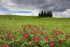 Italy, Tuscany, Crete landscape, near Torrenieri town, cypresses