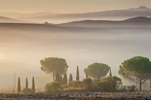 Italy, Tuscany, Crete landscape, avenue near Poderino estate