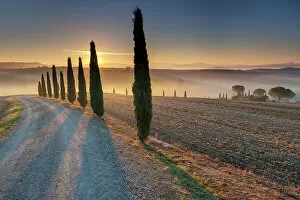 Images Dated 6th September 2022: Italy, Tuscany, Crete landscape, avenue near Poderino estate, cyptresses