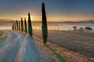 Images Dated 6th September 2022: Italy, Tuscany, Crete landscape, avenue near Poderino estate, cyptresses