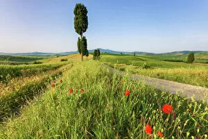 Images Dated 6th September 2022: Italy, Tuscany, Crete landscape, near Terrapille estate, near Pienza town, cypresses