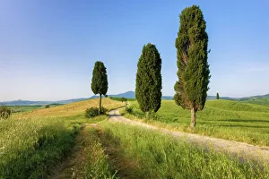 Images Dated 6th September 2022: Italy, Tuscany, Crete landscape, near Terrapille estate, near Pienza town, cypresses