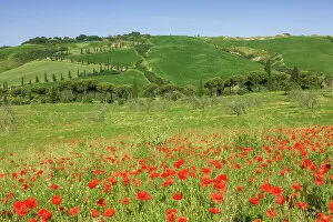 Italy, Tuscany, Crete landscape, poppy field, near Chianciano Terme